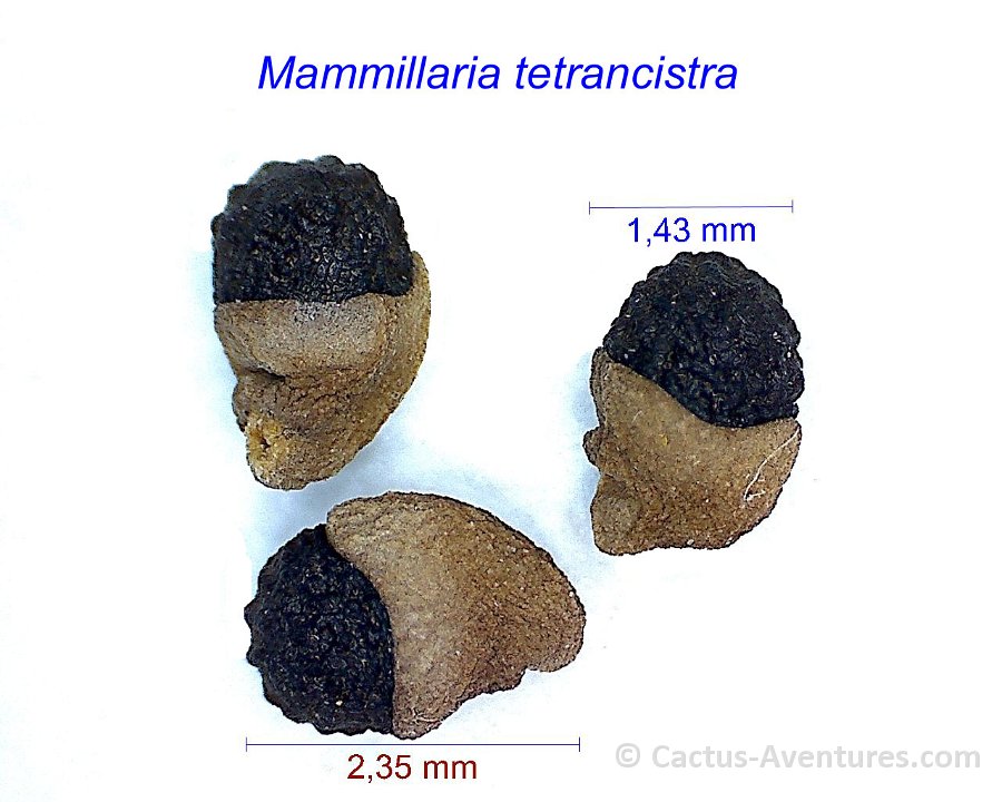 Mammillaria tetrancistra